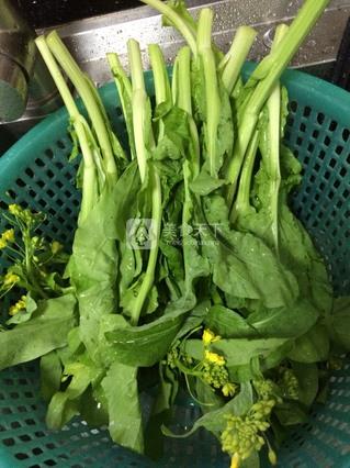 白<a href=/shicai/shucai/CaiXin/index.html target=_blank><u>菜心</u></a>