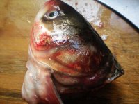 养生食谱大放送