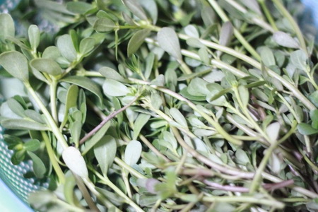 凉拌<a href=/shicai/shucai/MaChiXian/index.html target=_blank><u>马齿苋</u></a>步骤1-2