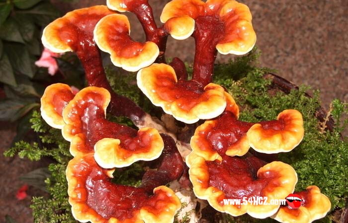 <a href=/shicai/shucai/LingZhi/index.html target=_blank><u>灵芝</u></a>的功效与作用4