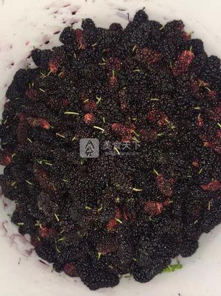 <a href=/shicai/guopin/SangShen/index.html target=_blank><u>桑葚</u></a>酒