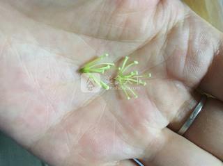 <a href=/shicai/shucai/GuiHua/index.html target=_blank><u>桂花</u></a>蜜