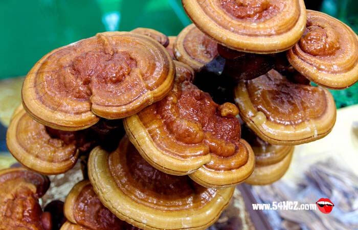 <a href=/shicai/shucai/LingZhi/index.html target=_blank><u>灵芝</u></a>的功效与作用5