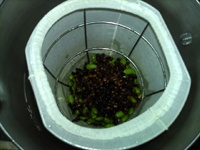 青红<a href=/shicai/mimian/DouJiang/index.html target=_blank><u>豆浆</u></a>