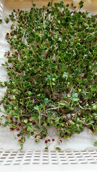 <a href=/shicai/shucai/LuoBo/index.html target=_blank><u>萝卜</u></a>苗拌黑纳豆