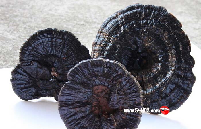 <a href=/shicai/shucai/LingZhi/index.html target=_blank><u>灵芝</u></a>的功效与作用2