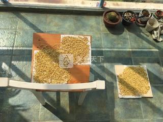 <a href=/shicai/shucai/GuiHua/index.html target=_blank><u>桂花</u></a>蜜