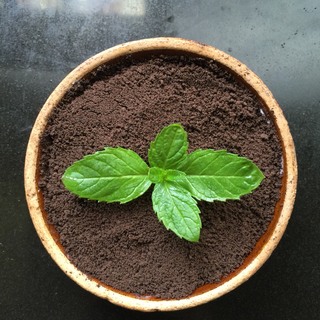 自制<a href=/shicai/mimian/SuanNai/index.html target=_blank><u>酸奶</u></a>盆栽