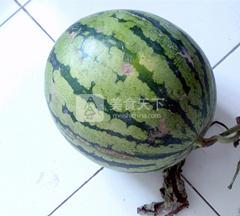 <a href=/shicai/guopin/XiGua/index.html target=_blank><u>西瓜</u></a>皮馅饺子