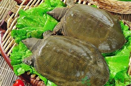 肺结核吃什么鱼好