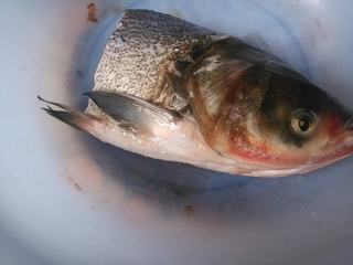 剁椒<a href=/shicai/shuichanpin/YuYuTou/index.html target=_blank><u>鱼头</u></a>