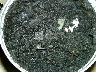 玫瑰<a href=/shicai/guopin/HeiZhiMa/index.html target=_blank><u>黑<a href=/shicai/guopin/ZhiMa/index.html target=_blank><u>芝麻</u></a></u></a>汤圆馅