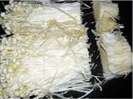 <a href=zt/lbjzg target=_blank><u>凉拌金针菇</u></a>的做法<!-- 图解1 -->