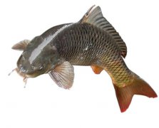 草鱼的营养价值和功效