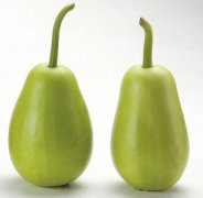 瓠瓜的营养价值和功效