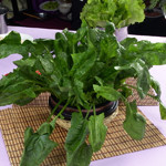 对孕妇胎儿最有利的食物